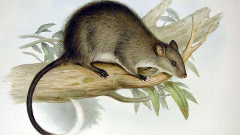 Krysa černonohá